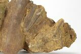 Dinosaur Tendons and Bones in Sandstone - Wyoming #228059-3
